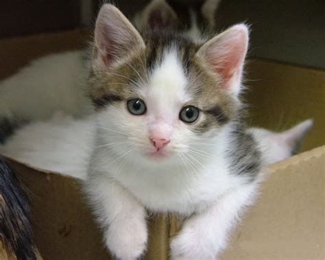 Animais > Gatos > Rafeiro > Gato