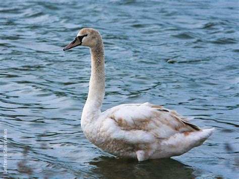 There is no sexual dimorphism in plumage, but. Mute Swan | KuwaitBirds.org