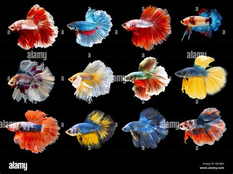 Collection Of Colorful Siamese Fighting Fish Mixed Beautiful Betta