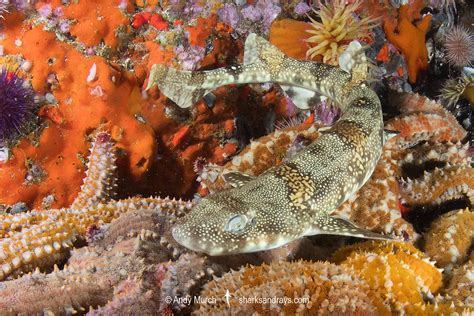 Puffadder Shyshark 058 Sharks And Rays