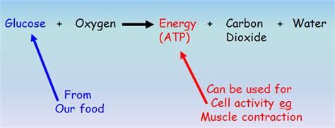 At the conclusion of cellular respiration, oxygen is the final electron acceptor. CHAPTER 2 : CHEMICAL REACTIONS - 8sciencejmc.weebly.com