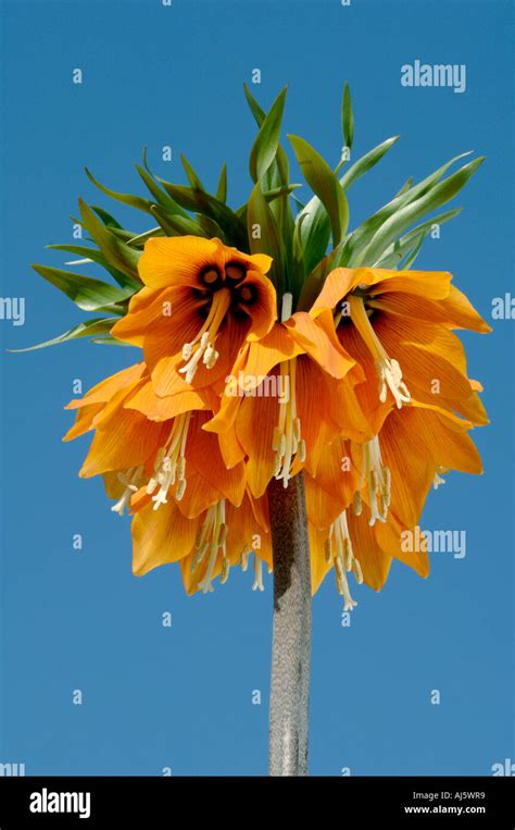Crown Imperial Lily Stock Photo Alamy