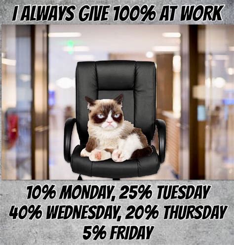 Grumpy Always Gives 💯 At Work 😹 Funny Grumpy Cat Memes Funny Cats