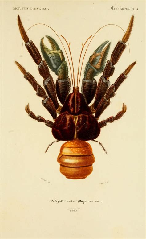 The Coconut Crab - A Giant Land Crustacean | The Mantis Shrimp