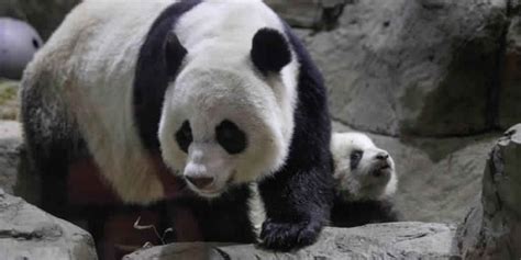 Mei Xiang National Zoos Giant Panda Gives Birth To Second Cub Video