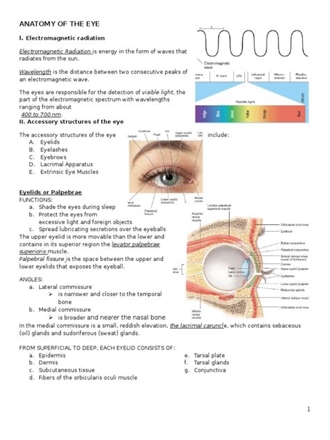 Anatomy And Physiology Of The Eye Human Eye Retina