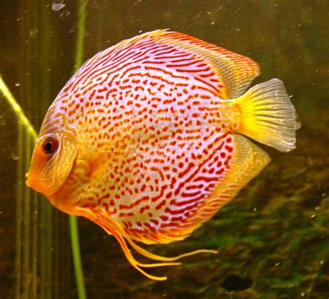 Snakeskin Discus Symphysodon Sp Tropical Fish Keeping