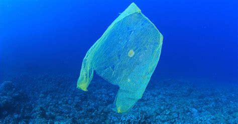 Plastic Pollution Is Hurting Life Giving Ocean Bacteria