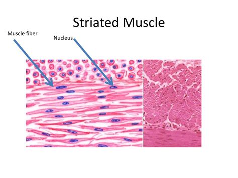 Match The Terms To These Definitionsadipose Tissue Blood Cardiac