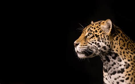 We did not find results for: Wallpaper Predator jaguar, black background 1920x1200 HD ...