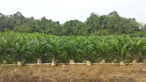 Legal requirements all oil palm nursery activities and products shall in all aspects comply with the requirements of the legislations currently in force in malaysia. Main Nursery | Oil Palm Trial Data - Controlled Release ...
