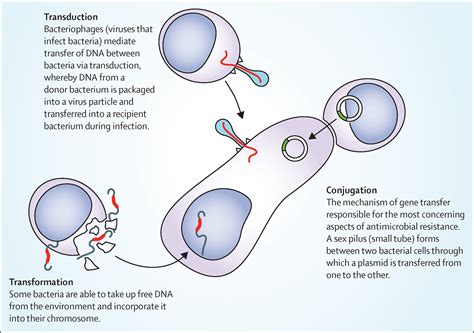 Understanding The Mechanisms And Drivers Of Antimicrobial Resistance