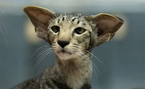 The cat breeds with large ears vary in appearance and personality. I'm All Ears | An oriental shorthair, i.e. a siames but ...