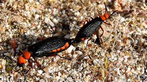 Closeups Of Blister Beetles Mating Lytta Magister While Foraging For