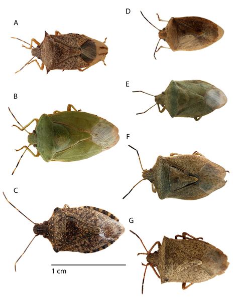 Stink Bugs Free Guide For Agricultural Integrated Pest Management