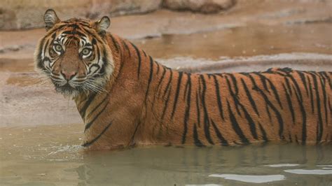 Sumatran Tigers Move Into Their New Home At Chester Zoo