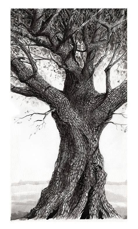 Thomas Haskett Illustration Oak Tree Heligan Oak Tree Drawings Tree