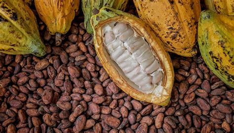 Ghana Ivory Coast Fix Cocoa Prices To Stop The Exploitation Of Farmers