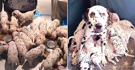 Dalmatian Gives Birth To Six Times The Expected Puppies In 2021