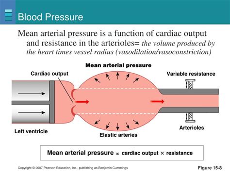 Ppt Blood Flow And The Control Of Blood Pressure Powerpoint