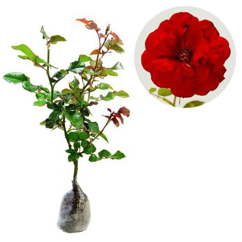 Jual Tanaman Hidup Bunga Mawar Merah Di Lapak Gardenshop88 Gardenshop88