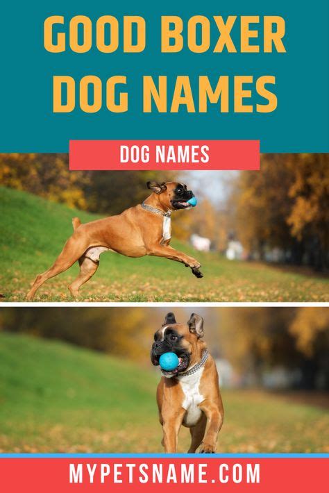 Top 10 Boxer Dog Names Ideas And Inspiration