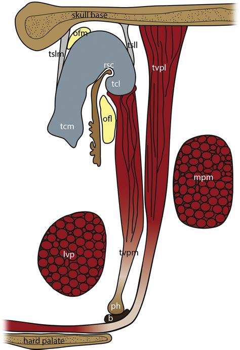 Anatomy Of The Eustachian Tube Otolaryngologic Clinics Of North America