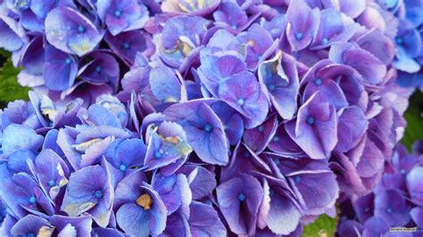 Purple Blue Flower Wallpapers Wallpaper Cave