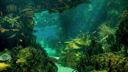 Underwater Wallpapers Desktop Undersea Seabed Background Sea