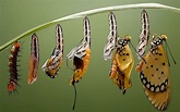 El efecto mariposa | PressCoaching