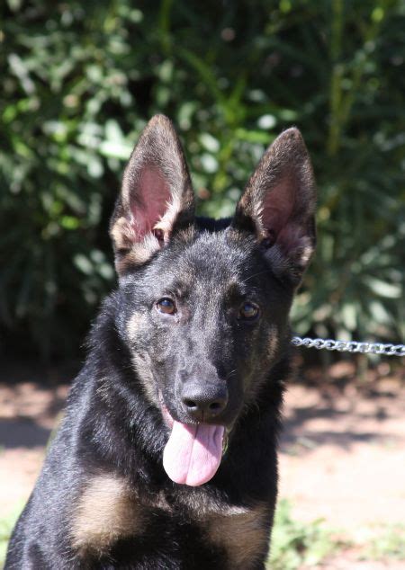 Trained German Shepherd Puppy For Sale Xira Zauberberg