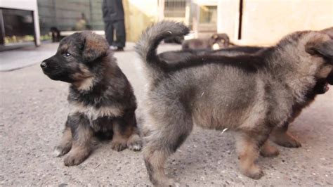 German Shepherd Welpen Puppys Cute Dogs 2 Weeks Old Youtube
