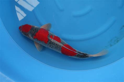 New Japanese Koi Imports For Sale In United States Select Koi