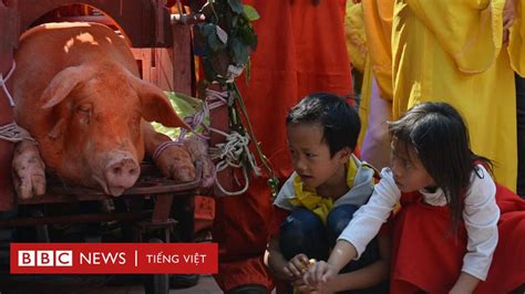 Việt Nam Lễ Hội Chém Lợn Ném Thượng Vắng Vẻ Hơn Bbc News Tiếng Việt