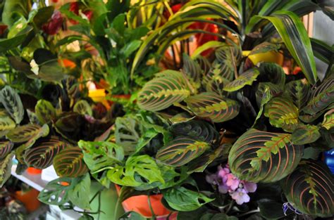 Cool Plants for Your Home! | Moving Happiness Home