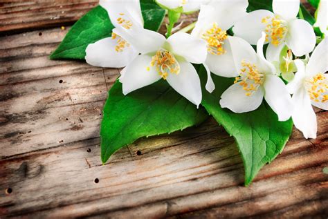 Why Jasmine Plant Is Good For Your Mental Health Natural Journal