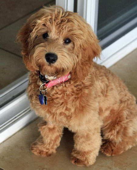 Our experience cannot be duplicated! Puppy all grown up. Miniature Australian Labradoodle ...