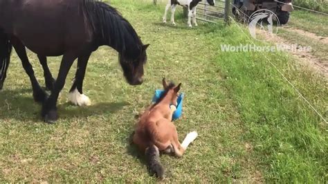 Tiny Rescue Foal Tries To Climb Into Feed Bucket Youtube