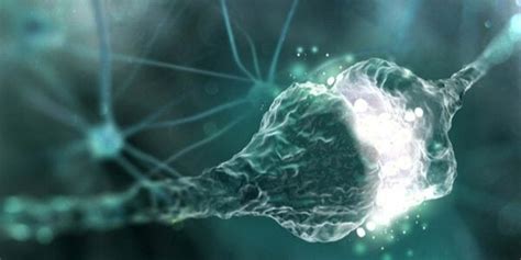Sinapsi Significato E Funzionamento Della Fibra Neuronale