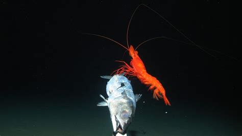 Photos Give Rare Look At Strange Deep Sea Life Fox News