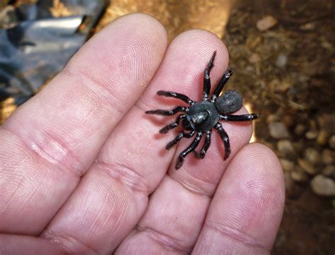 You will feel the spider bites because of their large size. Trapdoor Spider Lifespan & Female Wafer Lid Trapdoor Spider