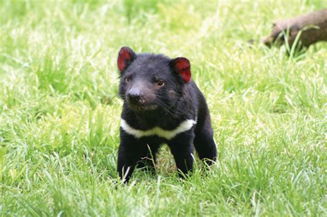 The tasmanian devil is a carnivorous marsupial native to australia. Tasmanian Devil Conservation Park - Australian Traveller