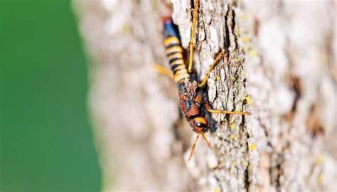 Wasp That Eats Wood Why You Shouldnt Bother About It