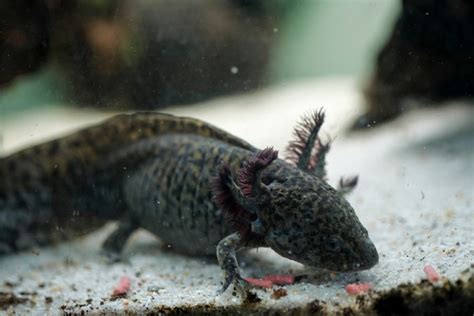 Black Axolotl Info And Care Guide For Beginners With Pictures
