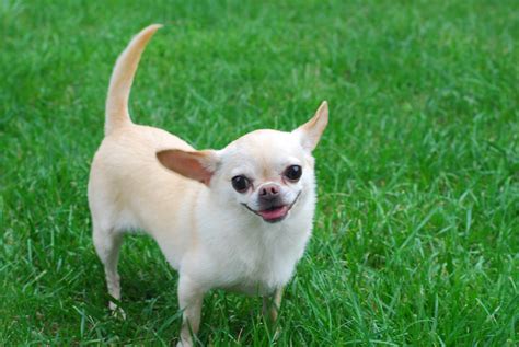 Free Stock Photo Of Chihuahua Dog