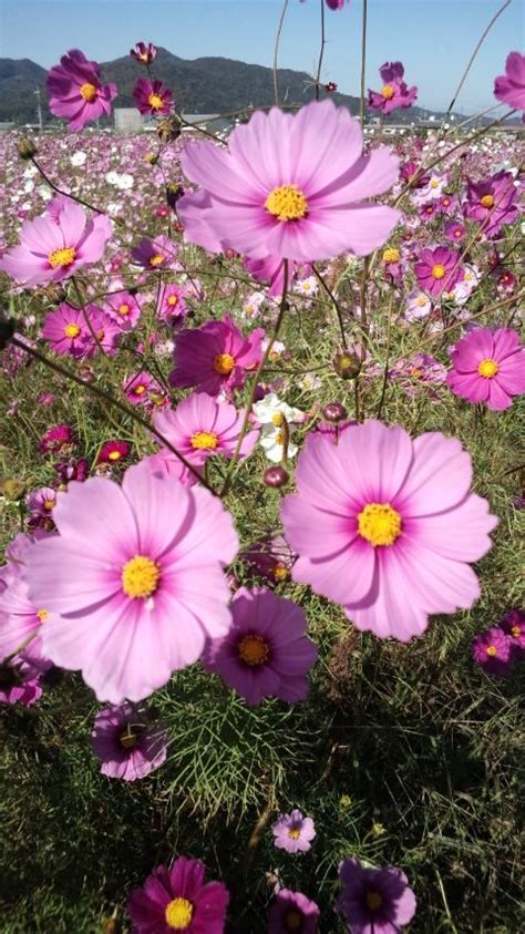 * i have several other types of allium seeds available in my store, so be sure to stop by and take a look! Cosmos, South africa and Africa on Pinterest