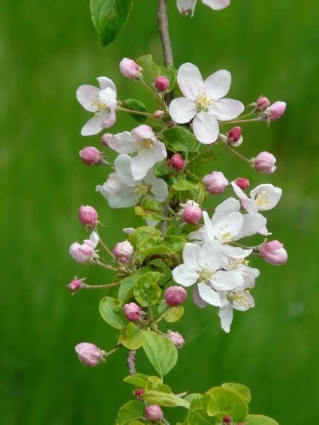 Apple Blossoms Apple Blossom Branch Bud Free Stock Photos In Jpeg 