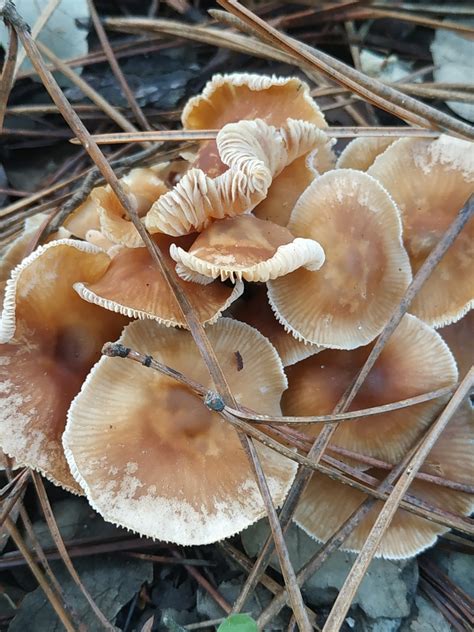 Scurfy Twiglet Fungi Of Virginia · Inaturalist