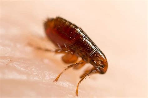 21 Signs Of Fleas In Bed How To Get Rid Of Them