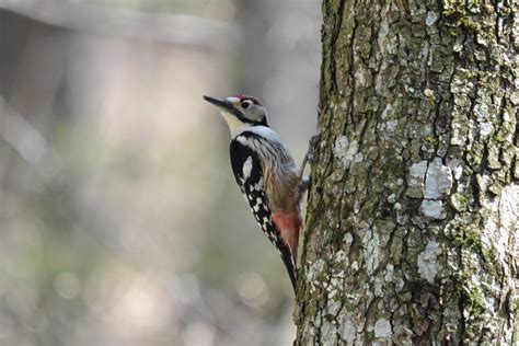 Woodpeckers Of Europe Europes Rarest Woodpecker
